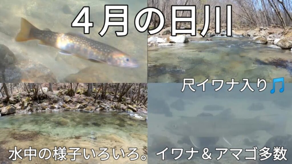 山梨、笛吹川水系・日川　水中映像　尺イワナ入り アマゴ多数　#渓流釣り