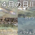 山梨、笛吹川水系・日川　水中映像　尺イワナ入り アマゴ多数　#渓流釣り