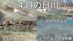 山梨、笛吹川水系・日川 水中映像 尺イワナ入り アマゴ多数 #渓流釣り