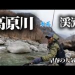 高原川水系の渓流釣り　早春から釣れる人気河川