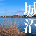 城沼でへらぶなを狙ってみる