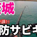 茨城の漁港でアジ好調？堤防サビキしてみた結果、、、