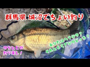 【へらぶな釣り】城沼で釣りしたけど、釣れたのはヘラブナか、マブナかわかりません😅