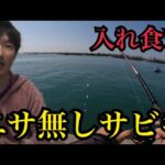 浜名湖でエサ無し投げサビキ釣りやったら…