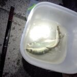 サロマ湖ニシン釣り