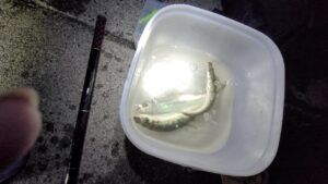 サロマ湖ニシン釣り