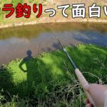 テンカラが面白い！！こんな魚が釣れる！！