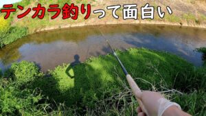 テンカラが面白い!!こんな魚が釣れる!!