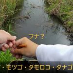 春の水路で小物釣り～タナゴ・フナ他