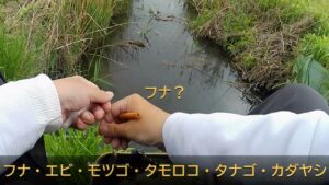 春の水路で小物釣り～タナゴ・フナ他