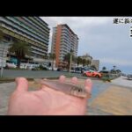 ＧＷ超最速浜名湖白鱚情報📢遂に現れてくれました🐟【浜名湖釣り】