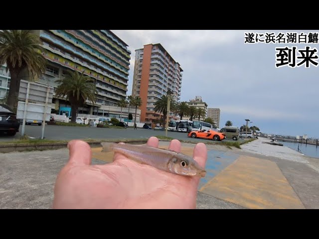 ＧＷ超最速浜名湖白鱚情報📢遂に現れてくれました🐟【浜名湖釣り】