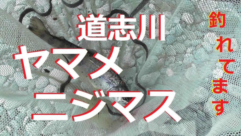 【道志川渓流餌釣り】