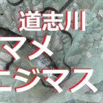 【道志川渓流餌釣り】