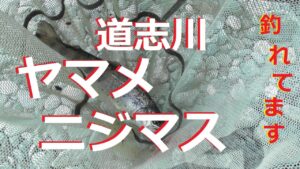 【道志川渓流餌釣り】