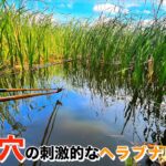 世界よ、これが印旛沼のヘラブナ釣りだ。