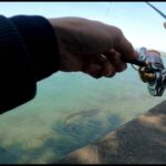 ［浜名湖］群れからはぐれた！？釣り上げてみる