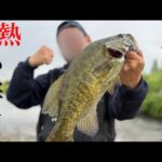 【埼玉バス釣り】小畔川の虎を狩る！でかスモールを狙え！【バス釣り】