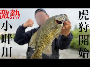 【埼玉バス釣り】小畔川の虎を狩る！でかスモールを狙え！【バス釣り】