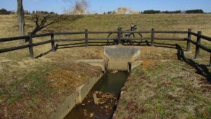 手賀沼ホソのタナゴ釣り【淡水の小物釣り】