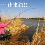 ノッコミの最中、草の隙間から短竿で狙うヘラブナ釣り！【千葉県印西市 手賀川】