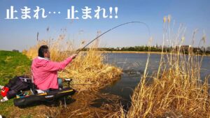 ノッコミの最中、草の隙間から短竿で狙うヘラブナ釣り!【千葉県印西市 手賀川】