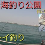 【カレイ釣り】浜名湖で記録更新！渋い中、大物カレイを釣り上げる！