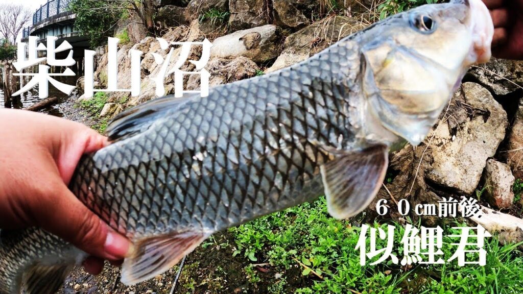 【柴山沼、ブラクリ釣り】【利根川＆荒川水系、バス釣り、コイ釣り、雷魚釣り、ナマズ釣り、クチボソ釣り、餌釣り、フィシング、埼玉釣り、関東釣り、白岡柴山エリア、ニゴイ釣り、フナ釣り】