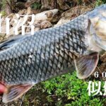 【柴山沼、ブラクリ釣り】【利根川＆荒川水系、バス釣り、コイ釣り、雷魚釣り、ナマズ釣り、クチボソ釣り、餌釣り、フィシング、埼玉釣り、関東釣り、白岡柴山エリア、ニゴイ釣り、フナ釣り】