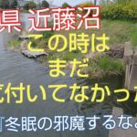 【近藤沼】【バス釣り】危険な生物に出会ってしまったお話