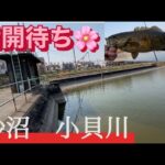 ４０メートル先から引きずり出す！ おかっぱり バス釣り スモールマウス
