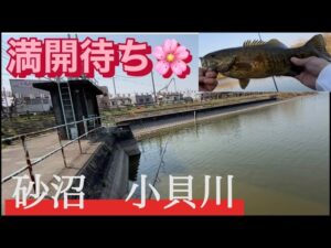 ４０メートル先から引きずり出す！ おかっぱり バス釣り スモールマウス