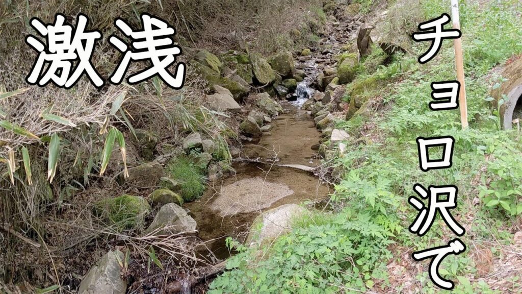 【渓流釣り】えっ！！こんな激浅な沢にイワナが・・