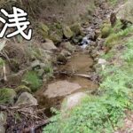 【渓流釣り】えっ！！こんな激浅な沢にイワナが・・