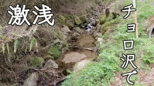 【渓流釣り】えっ!!こんな激浅な沢にイワナが・・