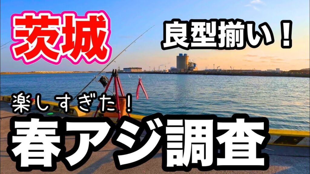 茨城にある漁港でアジ釣り調査したら良型揃いで楽しすぎた！久々のアジづくしが最高でした