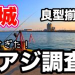 茨城にある漁港でアジ釣り調査したら良型揃いで楽しすぎた！久々のアジづくしが最高でした