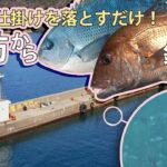 足元に仕掛けを落とすだけで、メジナとマダイが釣れる！！～堤防釣り編～【ウキフカセ】
