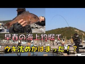 早春の渋い時期の海上釣堀でウキ沈め釣法をするとどうなるか！？