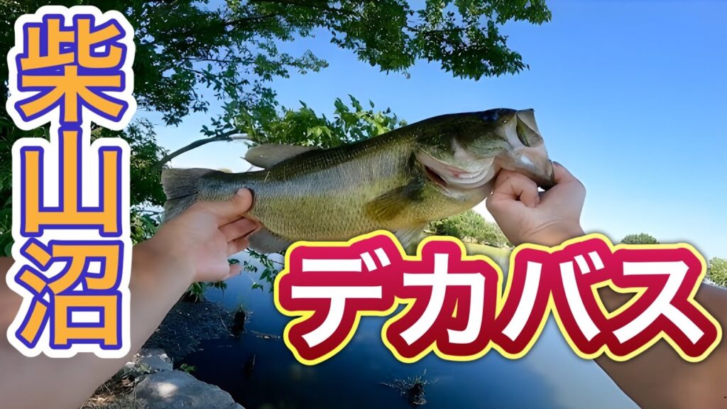 柴山沼本湖クオリティーやばい【バス釣り】