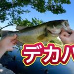 柴山沼本湖クオリティーやばい【バス釣り】
