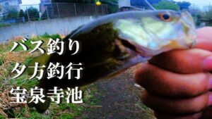 【宝泉寺池、バス釣り、ウキ釣り】【利根川＆荒川水系、バス釣り、コイ釣り、雷魚釣り、ナマズ釣り、クチボソ釣り、餌釣り、フィシング、埼玉釣り、関東釣り、久喜市鷲宮エリア、夕方釣行】