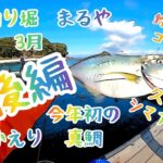 海上釣り堀まるや３月　後編　釣り小屋さんコラボ釣行　今年初の真鯛