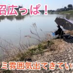 びん沼広っぱへらぶな釣り。広っぱも釣れておる！ノッコミ雰囲気出てきたなぁ〜