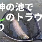 絶景管理釣り場「戸神の池」で水面を割るトラウトと熱いファイト