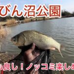 萱沼びん沼公園でへらぶなノッコミ釣り！型も良く数もでてて楽しめました！ピクニックしたいw