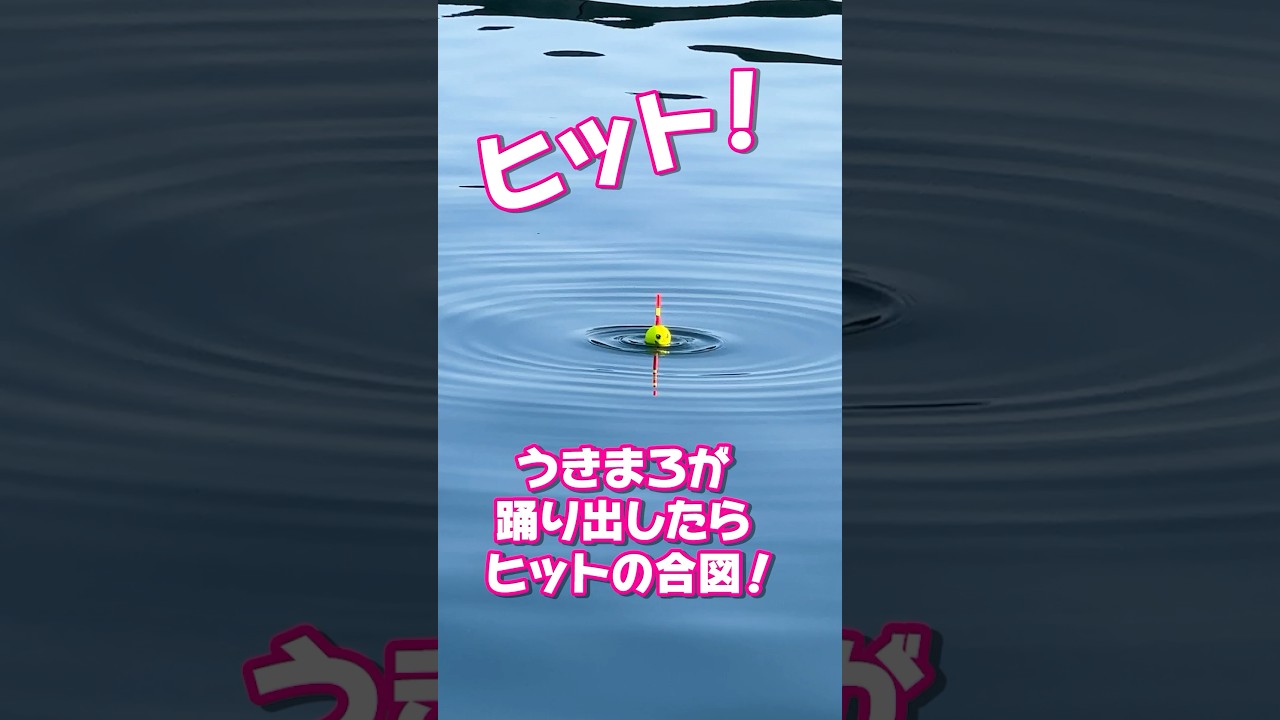 【1分でわかる】ちょい投サビキ🎣 #がまかつ #うきまろ #釣り