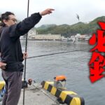 これが絶対に釣って帰りたい時のサビキ釣り。安定感ならマジで一択、1年通しておすすめできます。