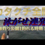 【浜名湖】海釣り公園 泳がせ 連発 イワシだらけ 浜名湖 1番 釣れる 時期 ハイシーズン サビキ 爆釣