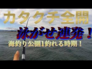 【浜名湖】海釣り公園 泳がせ 連発 イワシだらけ 浜名湖 1番 釣れる 時期 ハイシーズン サビキ 爆釣